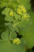 David Plant Photography - Wildlife Photography - Hairy ladys-mantle - B