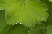 David Plant Photography - Wildlife Photography - Hairy ladys-mantle - C