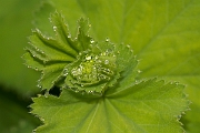 David Plant Photography - Wildlife Photography - Hairy ladys-mantle - D