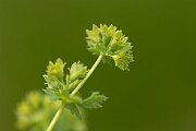 David Plant Photography - Wildlife Photography - Hairy ladys-mantle - E