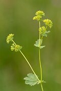 David Plant Photography - Wildlife Photography - Hairy ladys-mantle - F