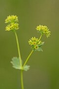 David Plant Photography - Wildlife Photography - Hairy ladys-mantle - G