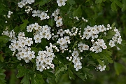David Plant Photography - Wildlife Photography - Hawthorn - C