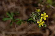 David Plant Photography - Wildlife Photography - Hoary cinquefoil - E