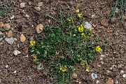 David Plant Photography - Wildlife Photography - Hoary cinquefoil - F