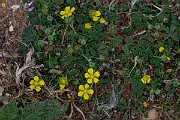 David Plant Photography - Wildlife Photography - Hoary cinquefoil - G
