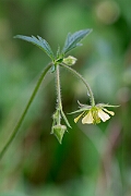 David Plant Photography - Wildlife Photography - Hybrid avens, Geum x intermedium - A