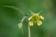David Plant Photography - Wildlife Photography - Hybrid avens, Geum x intermedium - B
