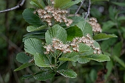 David Plant Photography - Wildlife Photography - Leigh Woods whitebeam - A