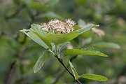 David Plant Photography - Wildlife Photography - Leigh Woods whitebeam - C