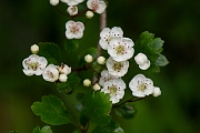 David Plant Photography - Wildlife Photography - Midland hawthorn - C