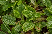 David Plant Photography - Wildlife Photography - Mountain avens - B