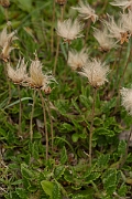 David Plant Photography - Wildlife Photography - Mountain avens - C