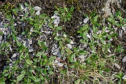 David Plant Photography - Wildlife Photography - Mountain avens - D