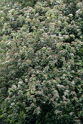 David Plant Photography - Wildlife Photography - Orange-berried whitebeam - A