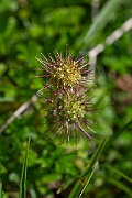 David Plant Photography - Wildlife Photography - Piripiri bur - C