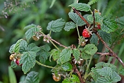 David Plant Photography - Wildlife Photography - Raspberry - A
