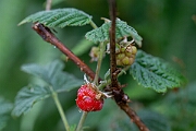 David Plant Photography - Wildlife Photography - Raspberry - B