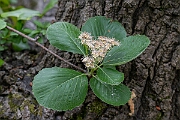 David Plant Photography - Wildlife Photography - Round-leaved whitebeam, Sorbus eminens - B