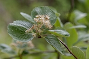 David Plant Photography - Wildlife Photography - Round-leaved whitebeam, Sorbus eminens - C