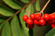 David Plant Photography - Wildlife Photography - Rowan - A