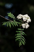 David Plant Photography - Wildlife Photography - Rowan - B