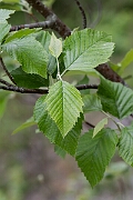 David Plant Photography - Wildlife Photography - Sharp-toothed whitebeam ,Sorbus decipiens - A