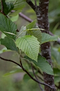 David Plant Photography - Wildlife Photography - Sharp-toothed whitebeam ,Sorbus decipiens - B