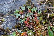 David Plant Photography - Wildlife Photography - Sibbaldia - A