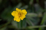 David Plant Photography - Wildlife Photography - Silverweed - C