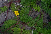 David Plant Photography - Wildlife Photography - Silverweed - E