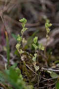 David Plant Photography - Wildlife Photography - Slender parsley-piert - A