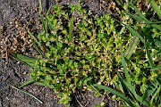 David Plant Photography - Wildlife Photography - Slender parsley-piert - B