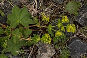 David Plant Photography - Wildlife Photography - Smooth ladys-mantle - B
