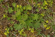 David Plant Photography - Wildlife Photography - Smooth ladys-mantle - C