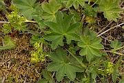 David Plant Photography - Wildlife Photography - Smooth ladys-mantle - D