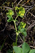David Plant Photography - Wildlife Photography - Smooth ladys-mantle - F
