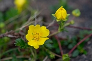 David Plant Photography - Wildlife Photography - Spring cinquefoil - A