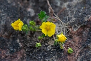 David Plant Photography - Wildlife Photography - Spring cinquefoil - B