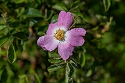 David Plant Photography - Wildlife Photography - Sweet-briar - A