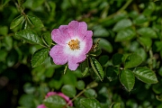 David Plant Photography - Wildlife Photography - Sweet-briar - C
