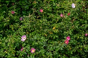 David Plant Photography - Wildlife Photography - Sweet-briar - E