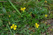 David Plant Photography - Wildlife Photography - Tormentil - B