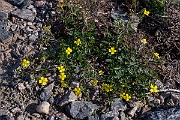 David Plant Photography - Wildlife Photography - Tormentil - C