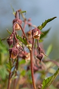 David Plant Photography - Wildlife Photography - Water avens - D