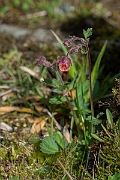 David Plant Photography - Wildlife Photography - Water avens - F