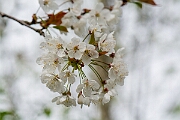 David Plant Photography - Wildlife Photography - Wild cherry - B