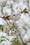 David Plant Photography - Wildlife Photography - Wild cherry - C