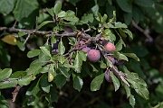 David Plant Photography - Wildlife Photography - Wild plum - A