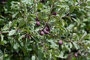 David Plant Photography - Wildlife Photography - Wild plum - B